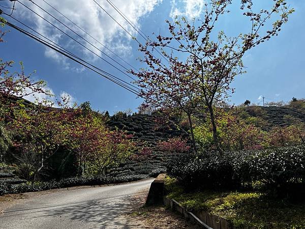 【南投竹山景點】八卦茶園昭和櫻花林-粉紅巨龍二月底三月初櫻花