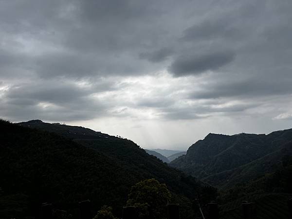 【南投竹山景點】八卦茶園昭和櫻花林-粉紅巨龍二月底三月初櫻花