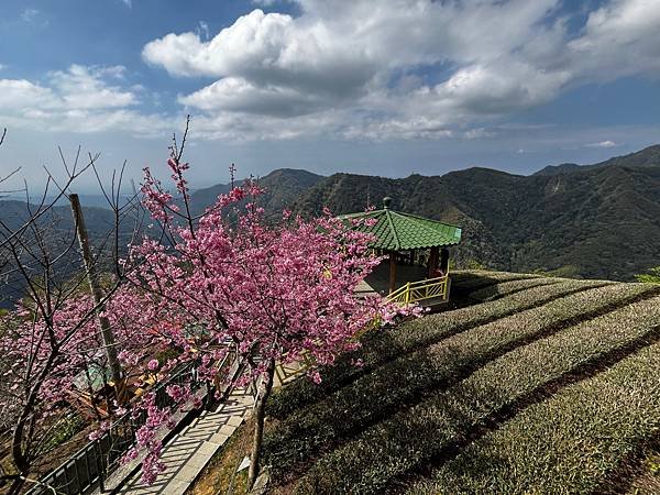 【南投竹山景點】八卦茶園昭和櫻花林-粉紅巨龍二月底三月初櫻花