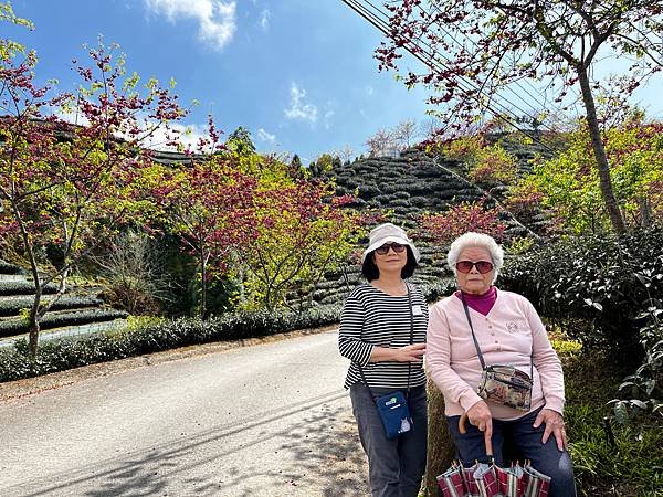 【南投竹山景點】八卦茶園昭和櫻花林-粉紅巨龍二月底三月初櫻花