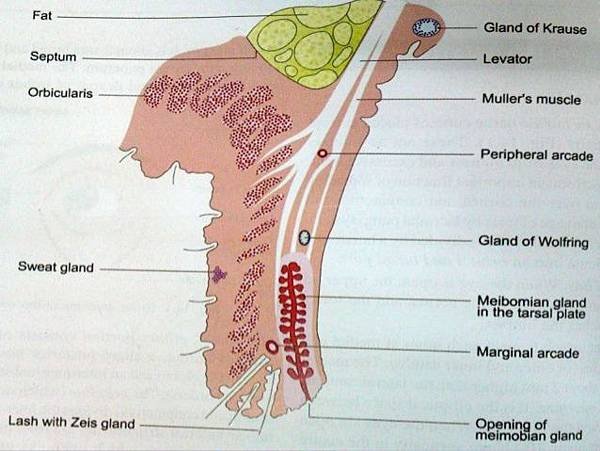 anatomy-physiology-of-eyelids-15-638.jpg