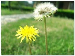 dandelion3