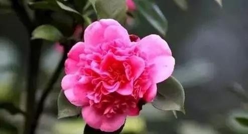 2.jpg - 花卉