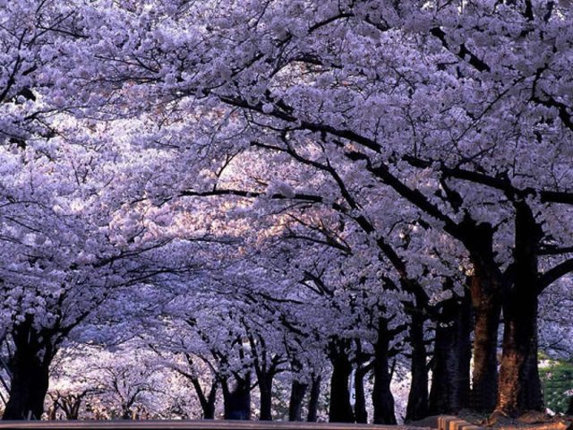 樹花、樹景、太美了！百看不厭 (29).jpg - 樹花、樹景、太美了！百看不厭