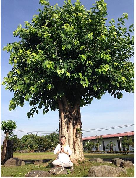 覺妙妙蓮師姐與菩提樹