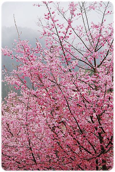 2011.02.19_武陵賞櫻_008