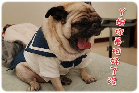 2009.11.21_PET QBEQ 秋冬新裝_016.JPG