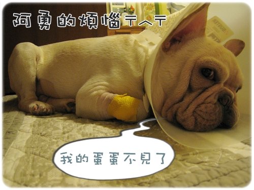 2009.08.06_阿勇的蛋蛋不見了_000.JPG