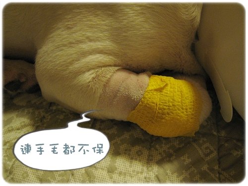 2009.08.06_阿勇的蛋蛋不見了_010.JPG