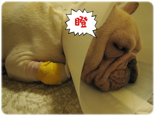 2009.08.06_阿勇的蛋蛋不見了_008.JPG