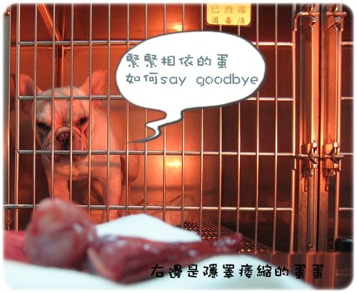 2009.08.06_阿勇的蛋蛋不見了_003.JPG