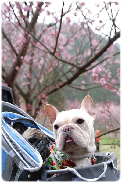 2011.02.19_武陵賞櫻_005