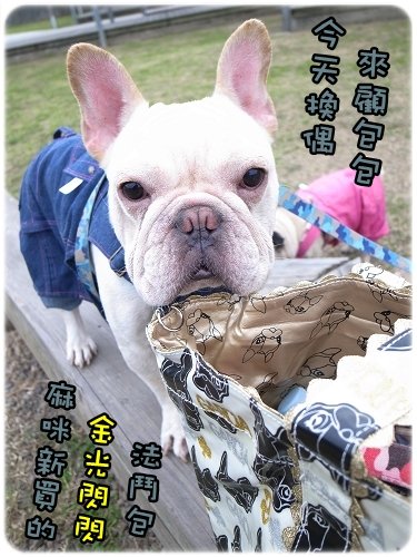 2010-12-11_八里巴哥狗聚_001.jpg