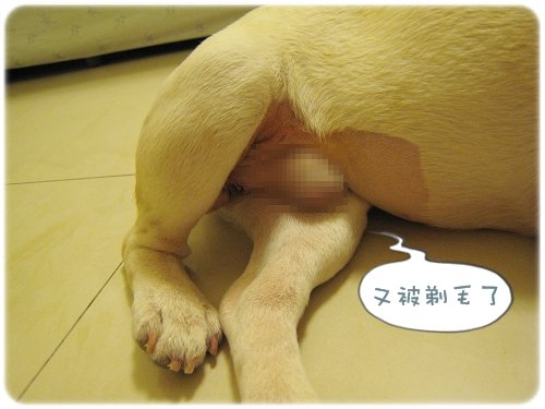 2009.08.06_阿勇的蛋蛋不見了_009.JPG