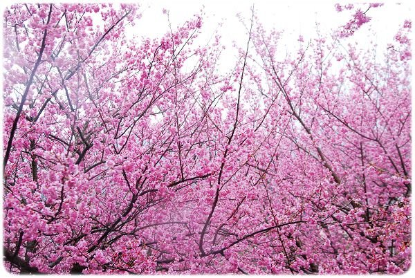 2011.02.19_武陵賞櫻_013