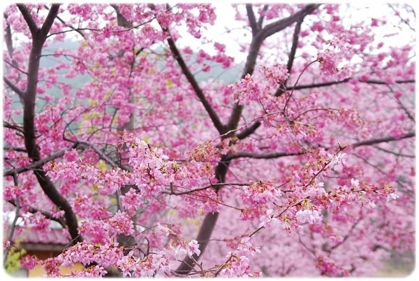 2011.02.19_武陵賞櫻_014