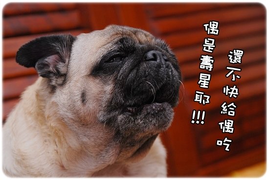 2010-12-04_咕嚕九歲生日趴015.jpg