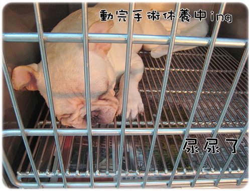 2009.08.06_阿勇的蛋蛋不見了_004.JPG