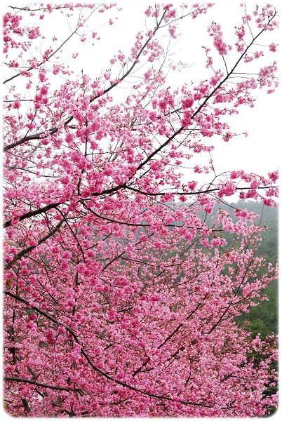 2011.02.19_武陵賞櫻_017