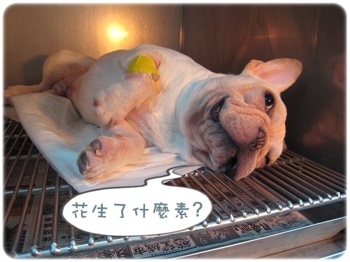 2009.08.06_阿勇的蛋蛋不見了_002.JPG
