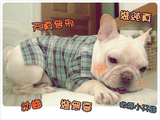 2010-06-02_阿勇過生日穿新衣_005.jpg
