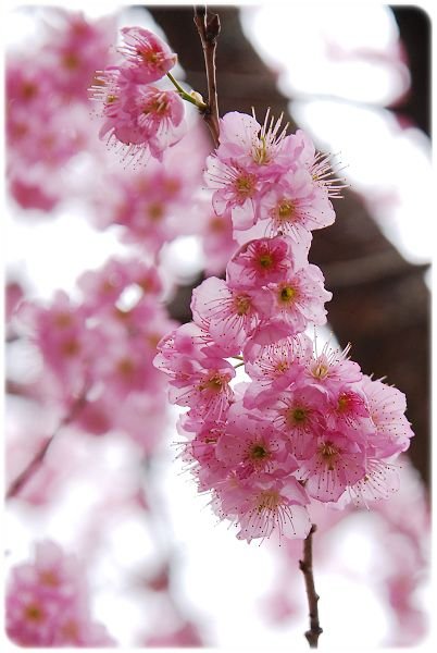 2011.02.19_武陵賞櫻_022
