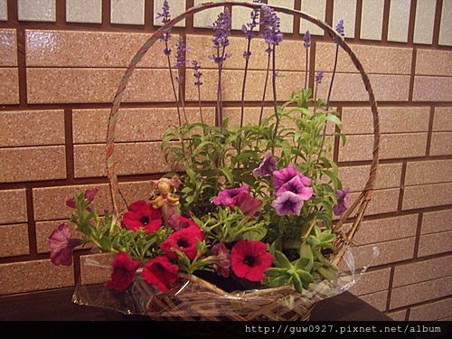 春天來種花