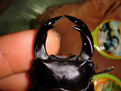 福建-白沙 (2).jpg
