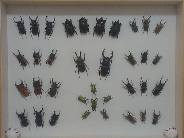 IMAG0825.jpg
