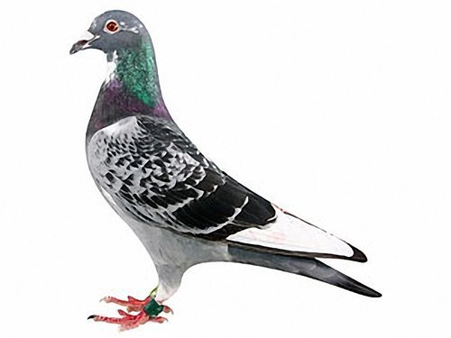 2011冬大新莊30位