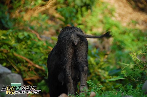 蘭嶼動物篇018.jpg