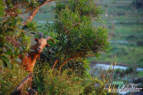 蘭嶼動物篇019.jpg