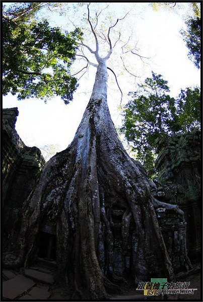 【塔普倫寺Ta Prohm 】_705.jpg