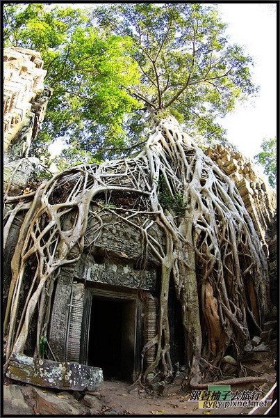 【塔普倫寺Ta Prohm 】雀榕絞殺了木棉.jpg