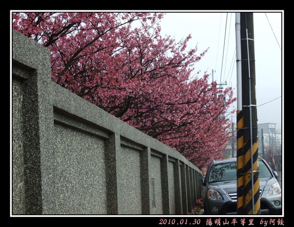 5牆頭櫻花.jpg