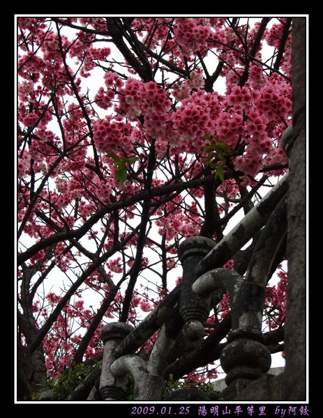 b花團錦簇.jpg