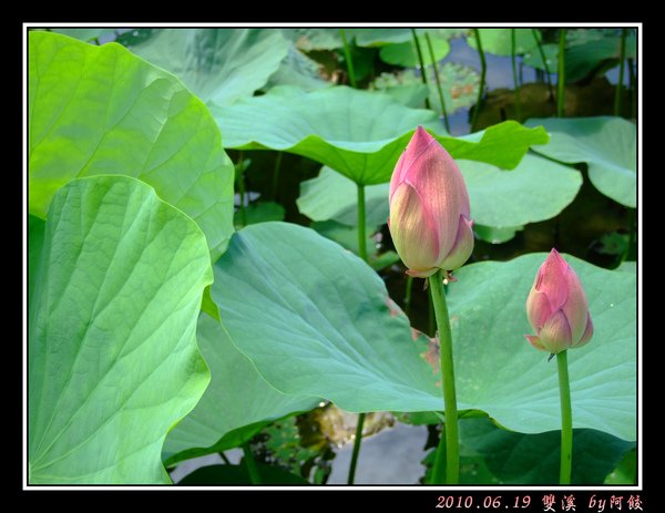12蓮花苞兄弟.jpg
