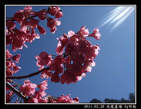 16背光的櫻花叢.jpg