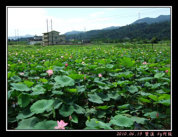 11一片荷花田.jpg