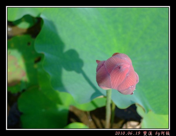 1俯看荷花苞.jpg