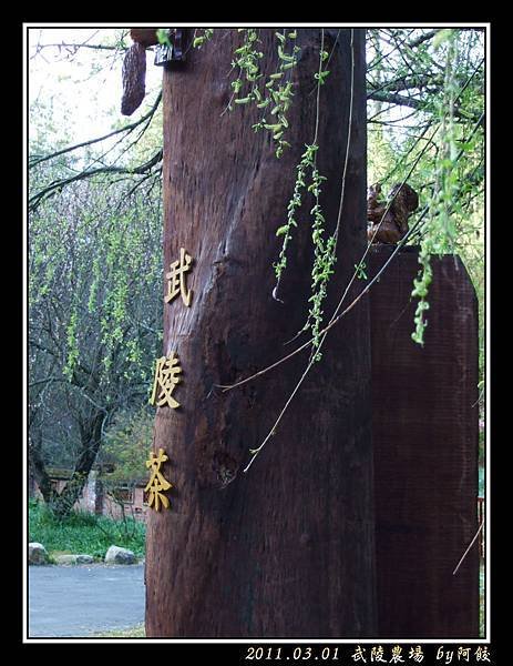93武陵茶造景.jpg