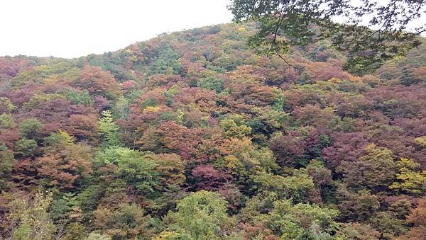 IMG_20151020_100935.jpg