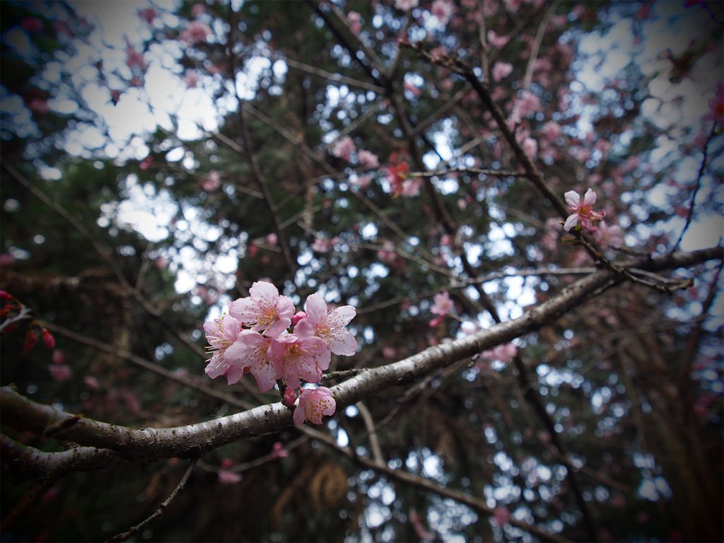 南投草坪頭櫻花季06.jpg