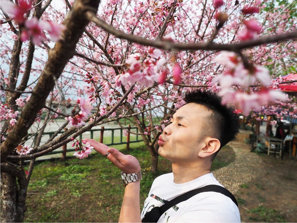 南投草坪頭櫻花季07.jpg
