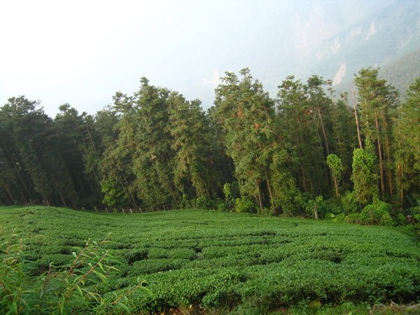 2009.04.11_遠征鹿林山 004.jpg