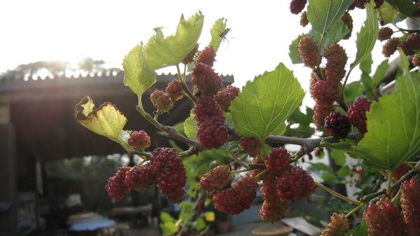 2009.04.11_遠征鹿林山 010.jpg