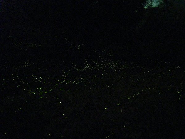 2009.04.11_遠征鹿林山 112.jpg