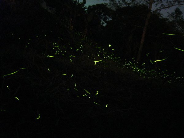 2009.04.11_遠征鹿林山 126.jpg