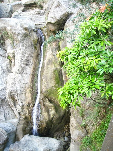 2009.04.11_遠征鹿林山 070.jpg