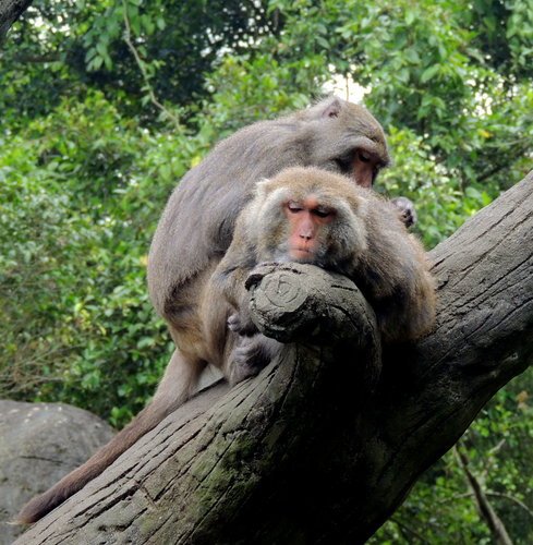 去給動物看